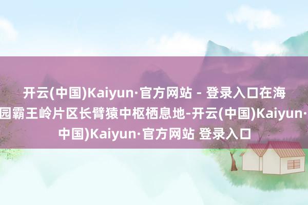 开云(中国)Kaiyun·官方网站 - 登录入口在海南热带雨林国度公园霸王岭片区长臂猿中枢栖息地-开云(中国)Kaiyun·官方网站 登录入口